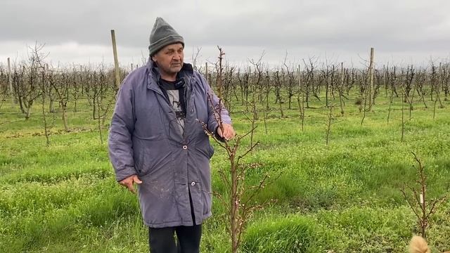 Сроки цветения косточковых на вегетативных подвоях - Полное руководство смотреть онлайн