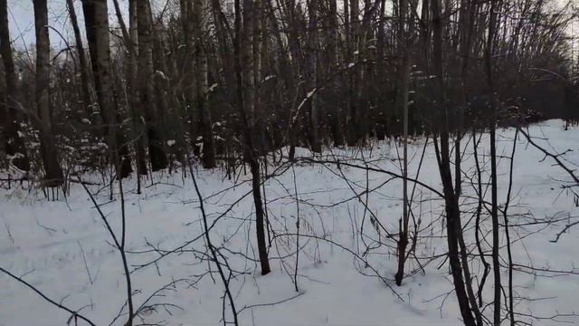 ТАКОГО ЛЕСА ЕЩЁ НЕ ВИДЕЛ смотреть онлайн