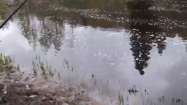 Голавль Болонская ловля kaczapura смотреть онлайн