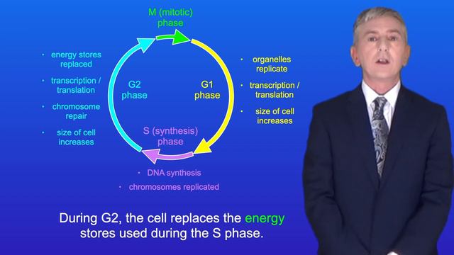 A Level Biology Revision "The Cell Cycle" смотреть онлайн