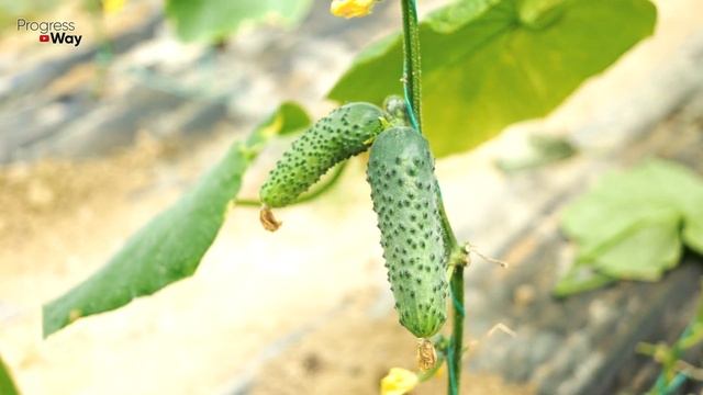 1 ЛОЖКА ЭТОГО И ОГУРЦЫ ВМИГ ПРУТ ГРОЗДЬЯМИ смотреть онлайн