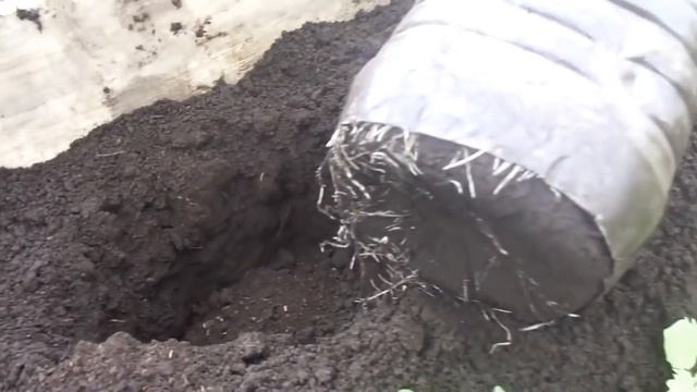 рассада в пластиковых бутылках и преимущество высаживания смотреть онлайн