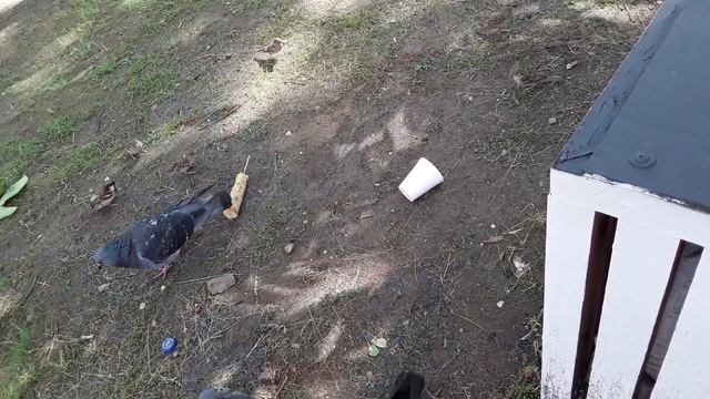 ГОЛУБИ и Воробьи