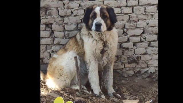 ONLINE ITLAR BOZORI | ОНЛАЙН ИТЛАР БОЗОРИ 🦮