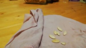 Проращиваем семена кабачков