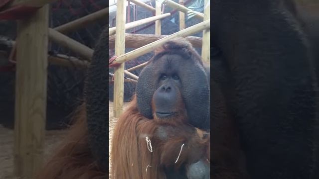 Orangutan APE Says HELLO At Colchester Zoo Maurice The Orangutan