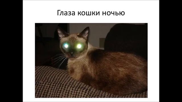 Удивительные глаза животных часть 1 смотреть онлайн