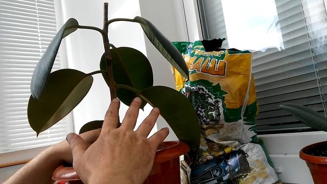 Как размножать фикусы смотреть онлайн