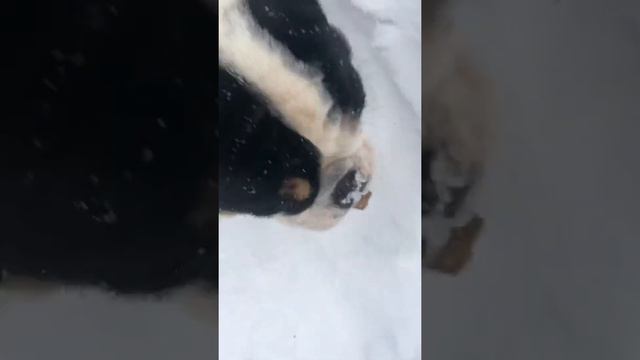 Прогулка день модник Амбулли Борька смотреть онлайн