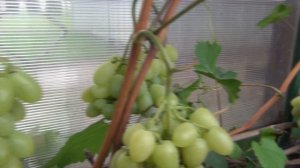 ч 2 ОБЗОР любимых СОРТОВ ВИНОГРАДА в ПОДМОСКОВЬЕ. Ряд 25 метров, 2-я серия