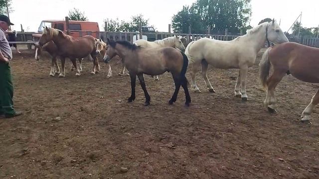 ЛОШАДИ ТЯЖЕЛОВОЗЫ НА КОНЕФЕРМЕ смотреть онлайн