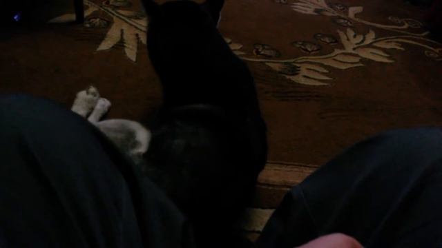 Хаски чешется и смотрит в камеру, Грузия, 10.01.2015 смотреть онлайн