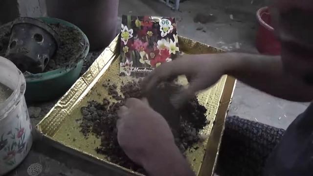 winter Flower Bulbs : Sparaxis Exotic Flower Bulbs in india смотреть онлайн