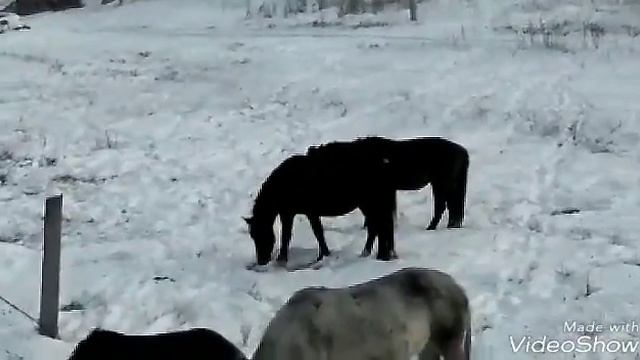 Лошади на выгуле.Башкирская порода лошадей. смотреть онлайн