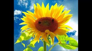 Лариса Мондрус - Не рыжий он, а ЗОЛОТОЙ. Монтаж Б.Н.П.