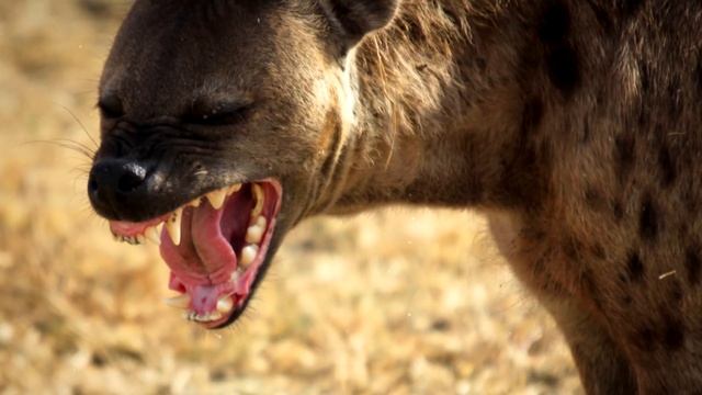 ГИЕНА - ИНТЕРЕСНЫЕ ФАКТЫ О ХИЩНИКАХ АФРИКИ смотреть онлайн