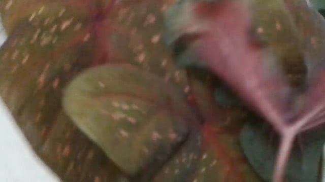 How to care for your Caladium plants and names🌱💕Gardening with Susie TLC смотреть онлайн