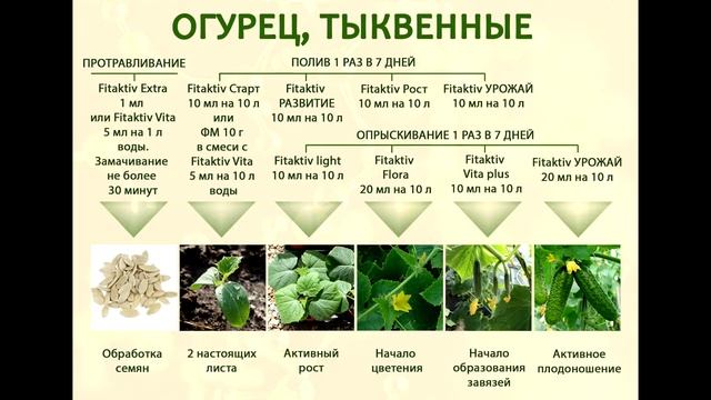 Огурец, тыквенные Схема применения препаратов FITAKTIV смотреть онлайн