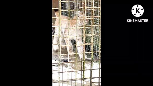 Рысёночек💞💓😻 в орловском полесье смотреть онлайн