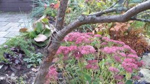 Как сформировать спирею на штамбе!!! Мой опыт: плюсы и минусы!!