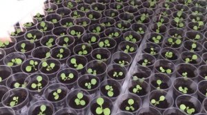 Чем удобрять табак для лучшего роста.