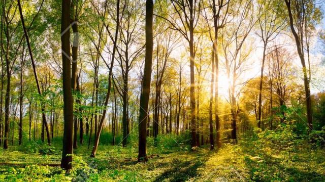 Муслим Магомаев - Верни мне музыку смотреть онлайн