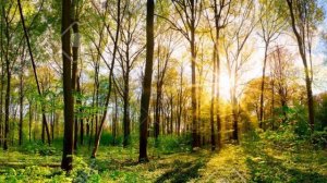 Муслим Магомаев - Верни мне музыку