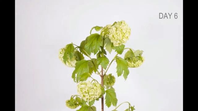 Vase life test - Viburnum opulus Roseum смотреть онлайн