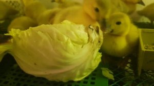 Как я выращиваю мускусных утят!Чем пропаиваю, кормлю. Принимаю меры от расклева уже сейчас! Часть 2