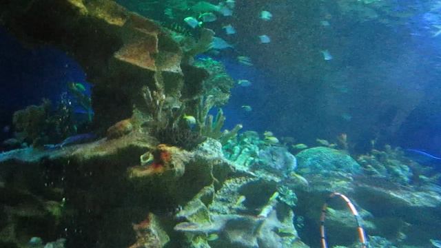 Океанариум (Санкт - Петербург) смотреть онлайн