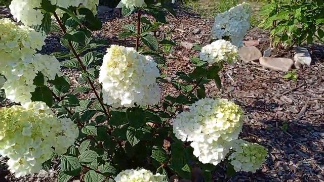 Обзор низкорослых сортов ?????и черенков ????? смотреть онлайн