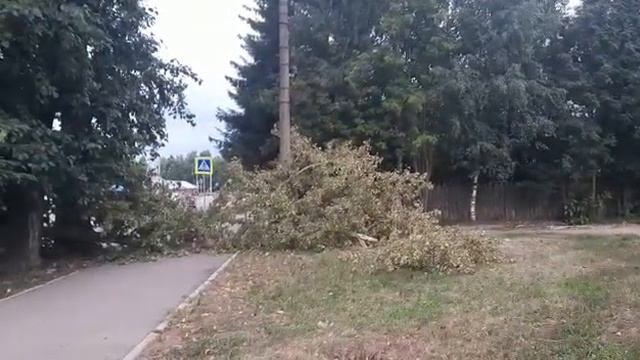 #суздаль ул. Садовая напротив городской бани упало дереве прошло четыре дня... смотреть онлайн