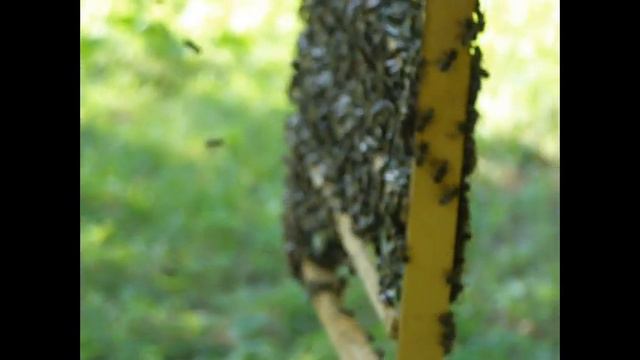 На пасеке Кугейко В. О.