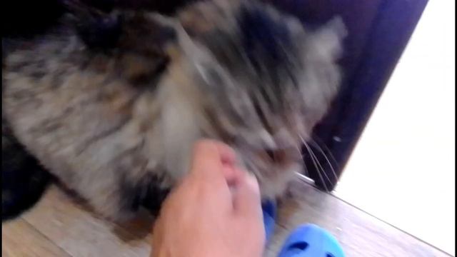Кот Тихон. Ужас!!! Хозяева опять вернулись. Tikhon the cat. The owners are back again. Horror!!! смотреть онлайн
