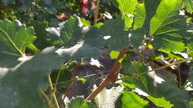 Формы винограда Элина, Экзотический, Квартет Калугина В.М. раннего срока созревания смотреть онлайн