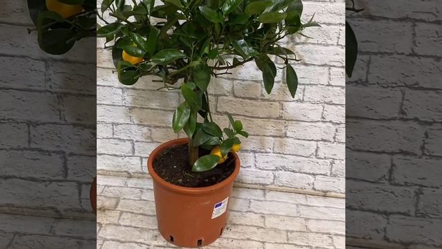 Кукле (Citrus X 'Kucle')