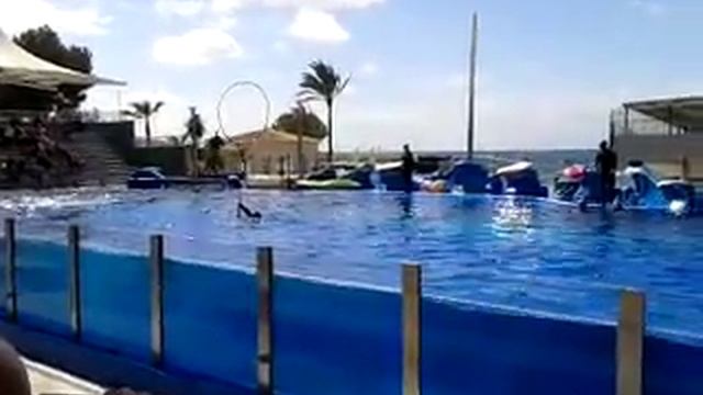 Dolphin show Marineland, Majorca смотреть онлайн