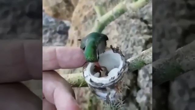 Самая маленькая в мире птица смотреть онлайн