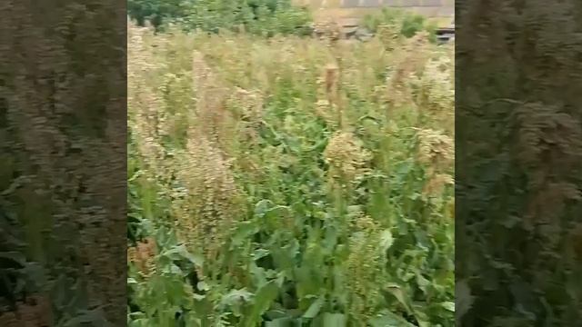 Щавель Одесский широколистный 2020 смотреть онлайн