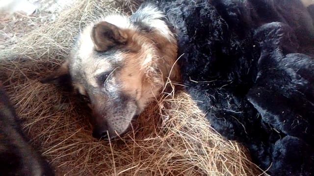 15 лет собаку Рексу смотреть онлайн