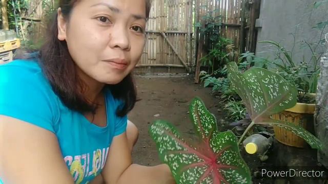 NANGOHA SA TABI tabi at aking ginawang halaman #CALADIUM pala Ito. смотреть онлайн
