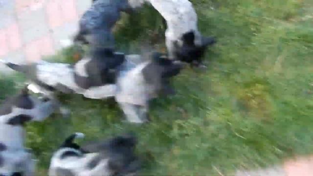 Знакомство с фазаном - Взял и понес - Уход за щенками день за днем - День 55 смотреть онлайн