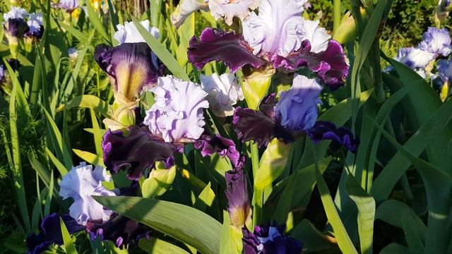 Wicked Good ирис