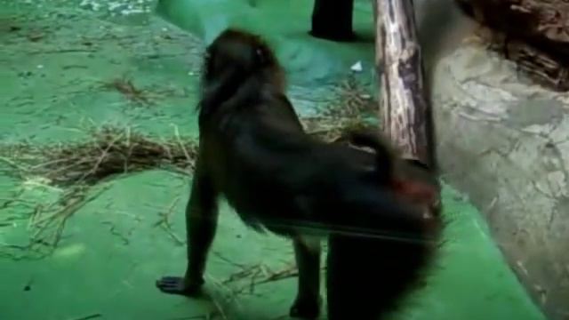 Московский Зоопарк смотреть онлайн