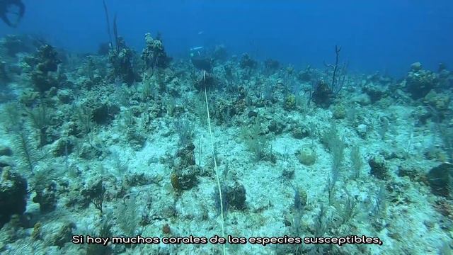 ¿Cómo monitorear los arrecifes de coral para detectar la SCTLD? смотреть онлайн