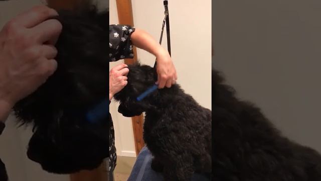 Best Grooming Tools from Untangler- Grooms without pulling or pain смотреть онлайн