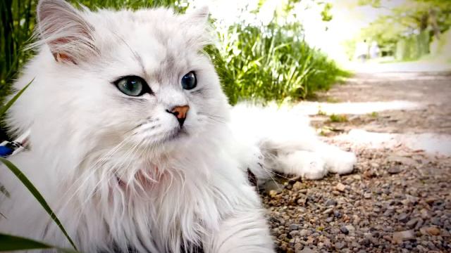 Картинки КОШЕК смотреть онлайн