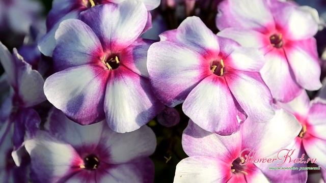 Метельчатый флокс Маргри смотреть онлайн