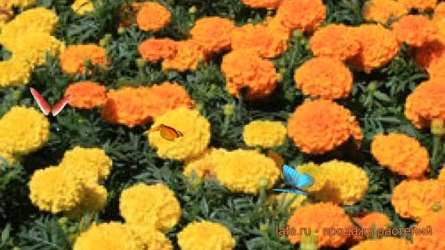 Бархатцы прямостоячая Микс ? прямостоячая бархатцы Микс обзор: как сажать, семена бархатцев Микс смотреть онлайн