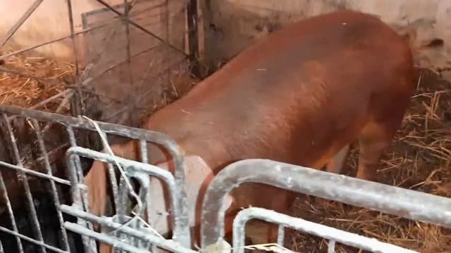 Дюрок порода свиней, как определить.